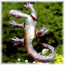 Salamander